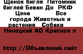Щенок бигля. Питомник биглей Беван-До (РКФ) › Цена ­ 20 000 - Все города Животные и растения » Собаки   . Ненецкий АО,Красное п.